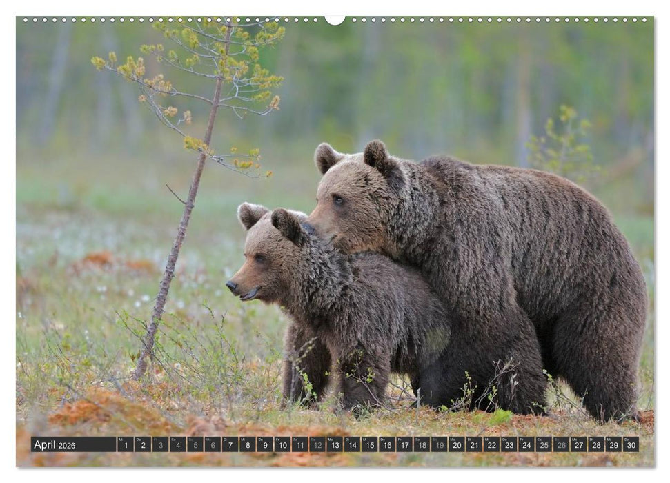 Magie des Augenblicks - Bären in nordischen Wäldern (CALVENDO Wandkalender 2026)