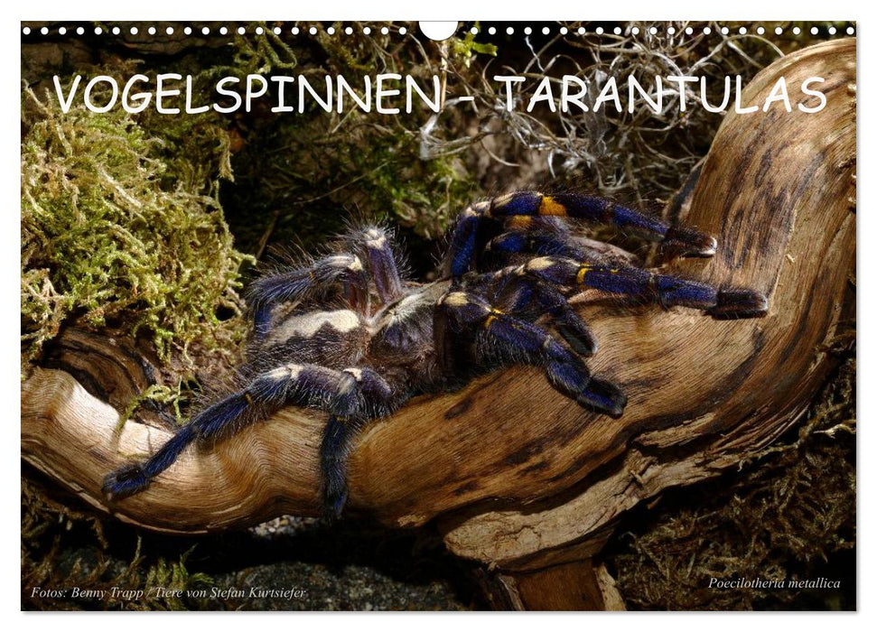 Vogelspinnen - Tarantulas (CALVENDO Wandkalender 2026)