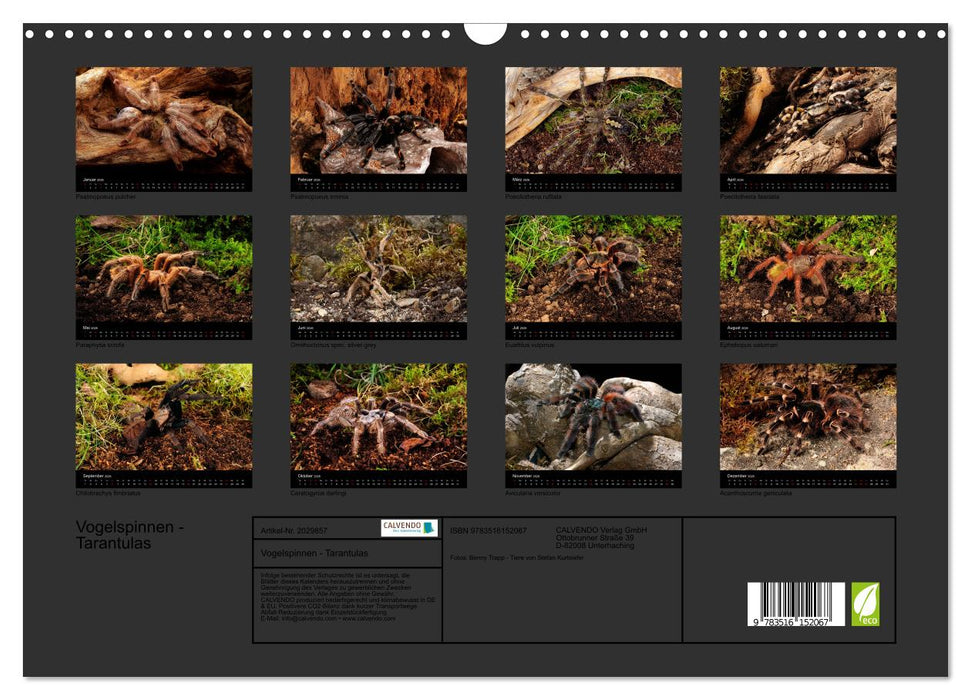 Vogelspinnen - Tarantulas (CALVENDO Wandkalender 2026)