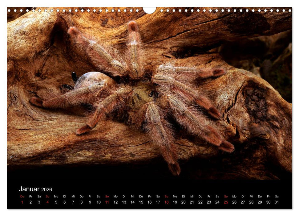 Vogelspinnen - Tarantulas (CALVENDO Wandkalender 2026)