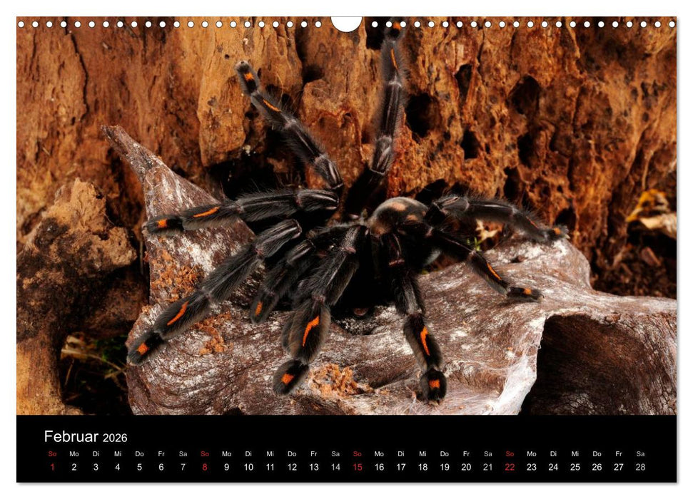 Vogelspinnen - Tarantulas (CALVENDO Wandkalender 2026)