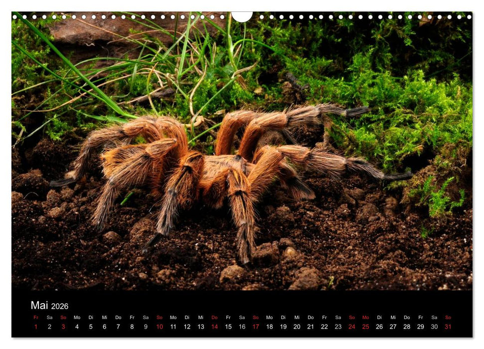 Vogelspinnen - Tarantulas (CALVENDO Wandkalender 2026)