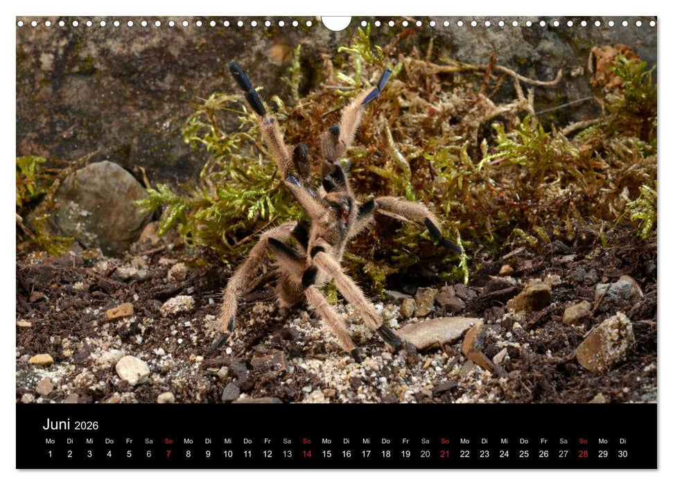 Vogelspinnen - Tarantulas (CALVENDO Wandkalender 2026)
