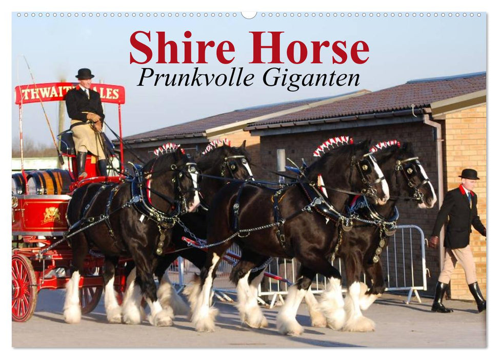 Shire Horse • Prunkvolle Giganten (CALVENDO Wandkalender 2026)