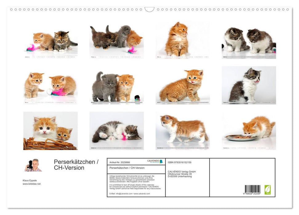 Perserkätzchen / CH-Version (CALVENDO Wandkalender 2026)