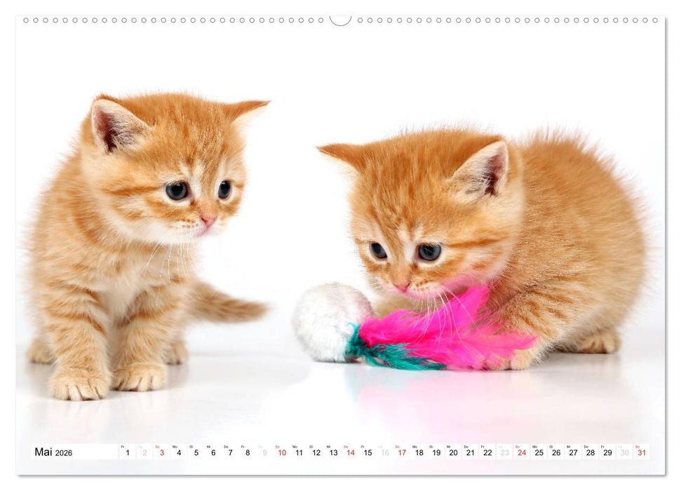 Perserkätzchen / CH-Version (CALVENDO Wandkalender 2026)