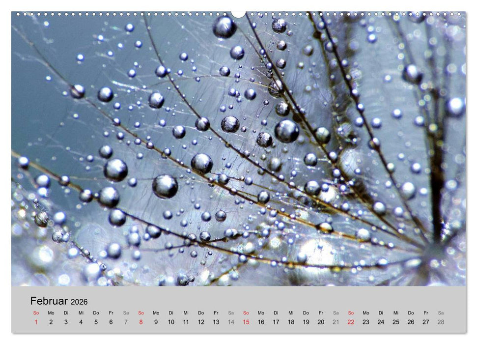 Naturjuwel Pusteblume (CALVENDO Premium Wandkalender 2026)