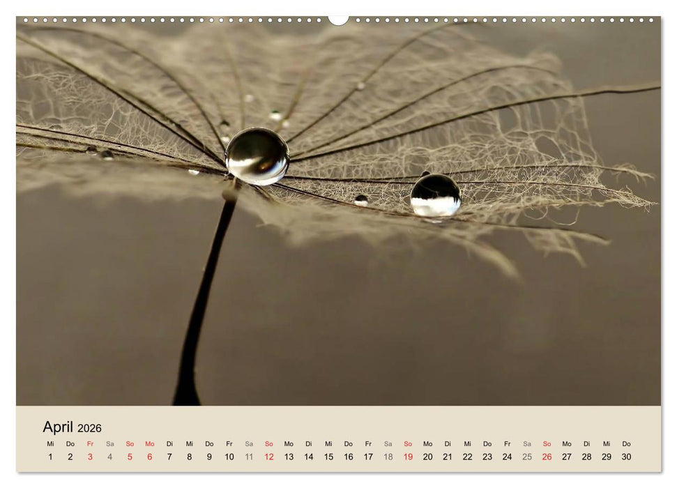 Naturjuwel Pusteblume (CALVENDO Premium Wandkalender 2026)