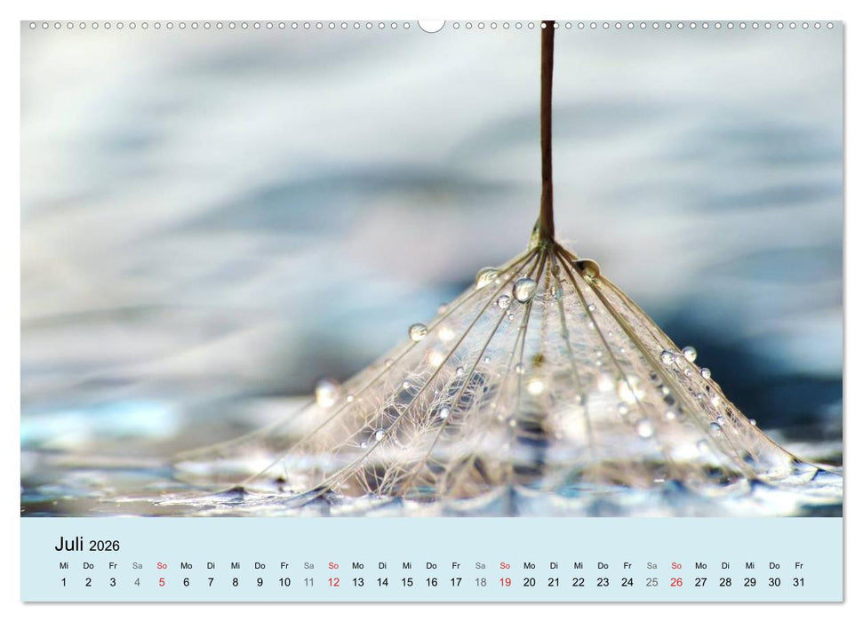 Naturjuwel Pusteblume (CALVENDO Premium Wandkalender 2026)