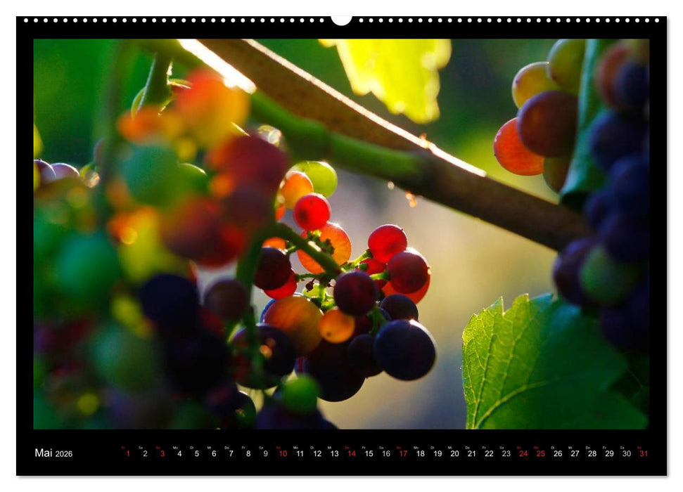 Wein (CALVENDO Premium Wandkalender 2026)