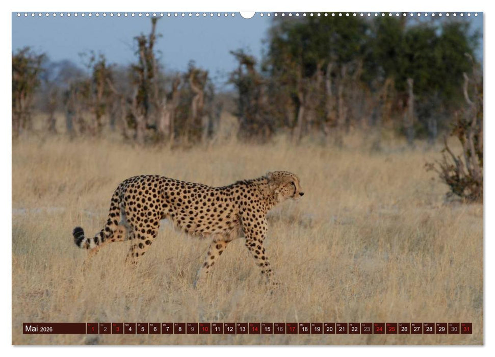 Afrikas wilde Schönheiten (CALVENDO Premium Wandkalender 2026)