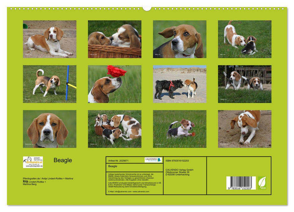 Beagle (CALVENDO Premium Wandkalender 2026)