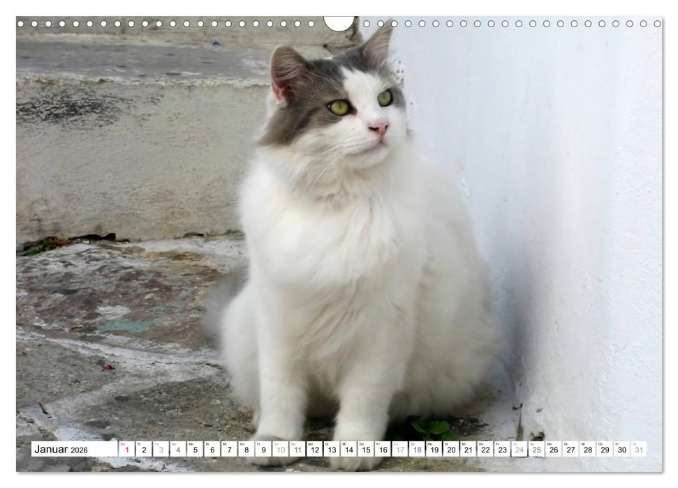 Katzen der Kykladen (CALVENDO Wandkalender 2026)
