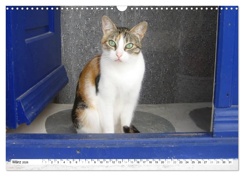 Katzen der Kykladen (CALVENDO Wandkalender 2026)
