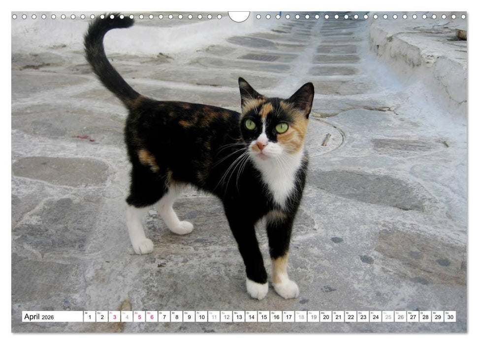 Katzen der Kykladen (CALVENDO Wandkalender 2026)