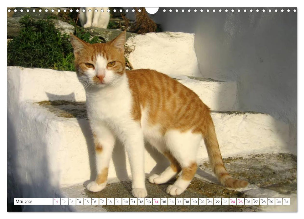 Katzen der Kykladen (CALVENDO Wandkalender 2026)