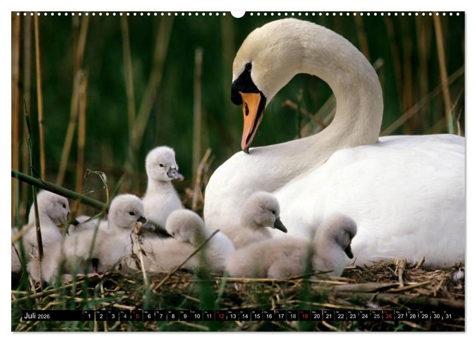 SCHWÄNE. (CALVENDO Premium Wandkalender 2026)