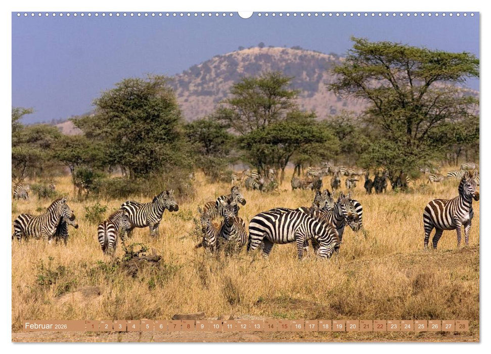 Afrikas Tierwelt: Zebras (CALVENDO Premium Wandkalender 2026)