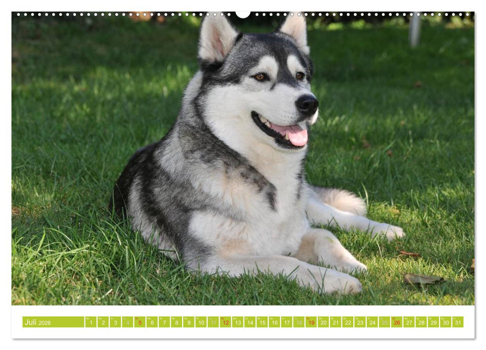 Siberian Husky - der Urtyp (CALVENDO Premium Wandkalender 2026)