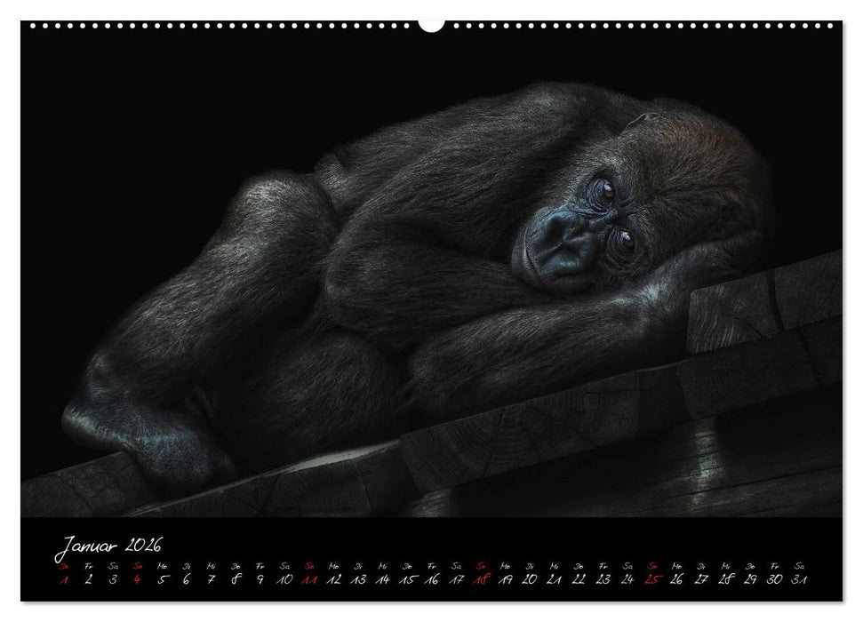 Gorilla (CALVENDO Wandkalender 2026)