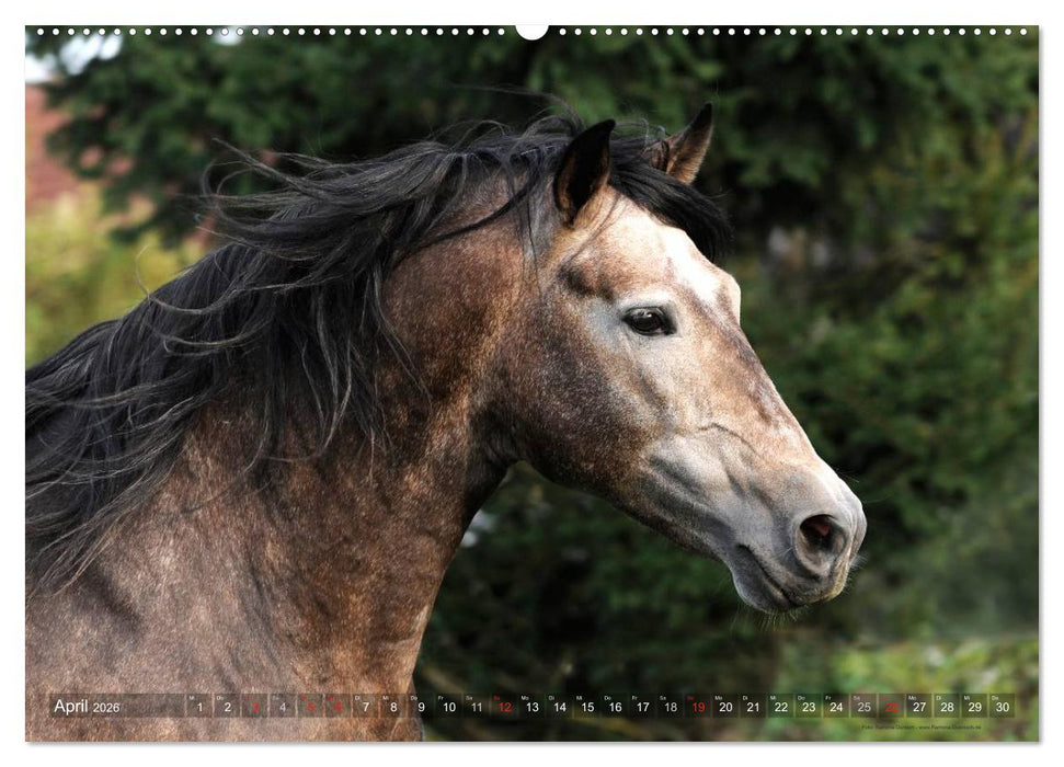 Edle spanische Pferde - Pura Raza Espanola (CALVENDO Wandkalender 2026)