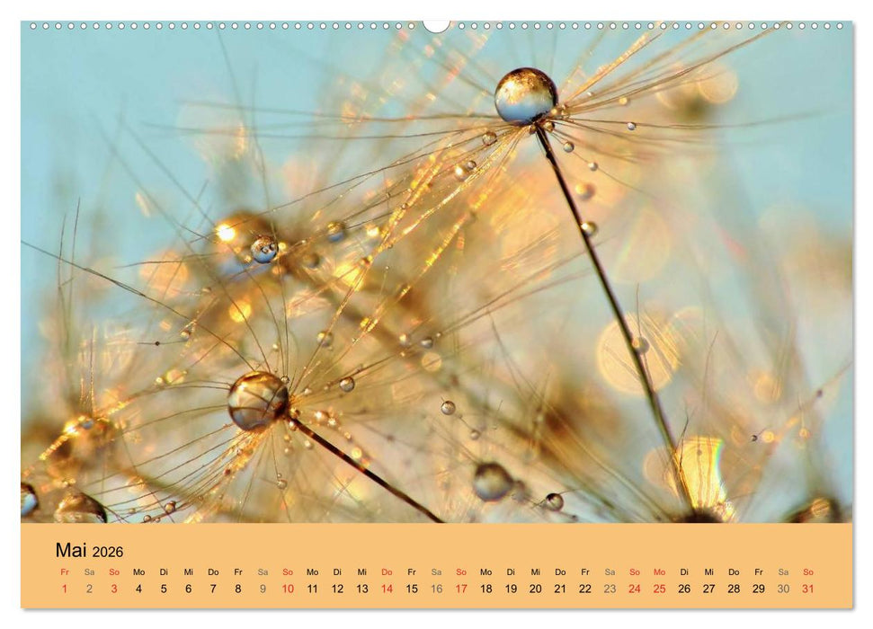 Naturjuwel Pusteblume (CALVENDO Wandkalender 2026)