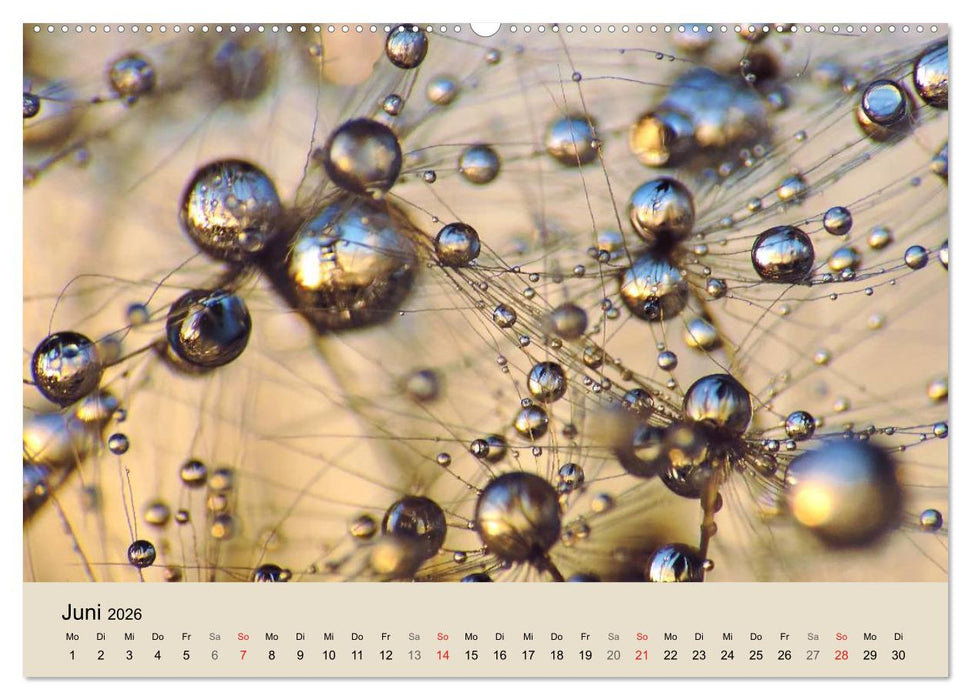 Naturjuwel Pusteblume (CALVENDO Wandkalender 2026)