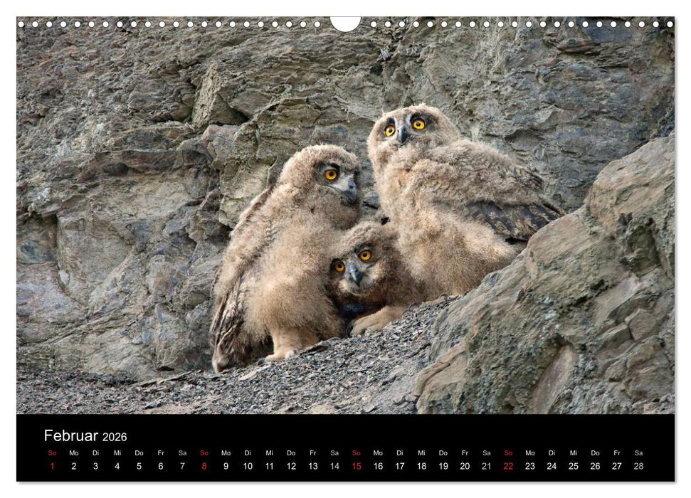Uhu - König der Nacht (CALVENDO Wandkalender 2026)