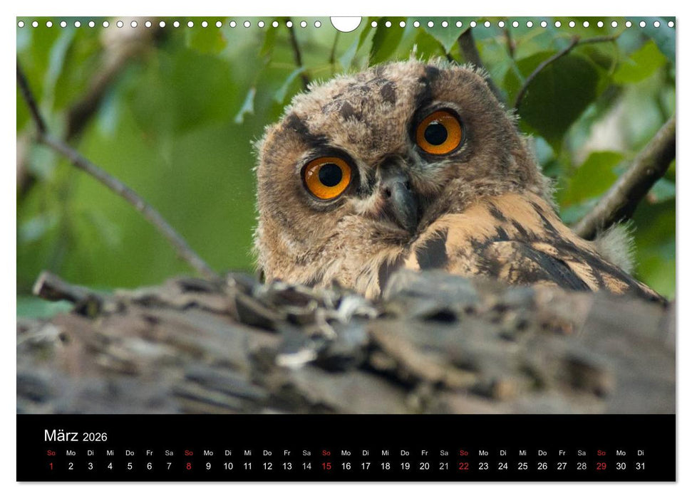 Uhu - König der Nacht (CALVENDO Wandkalender 2026)