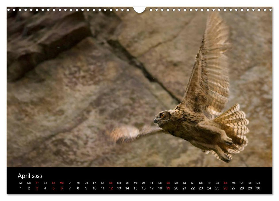 Uhu - König der Nacht (CALVENDO Wandkalender 2026)