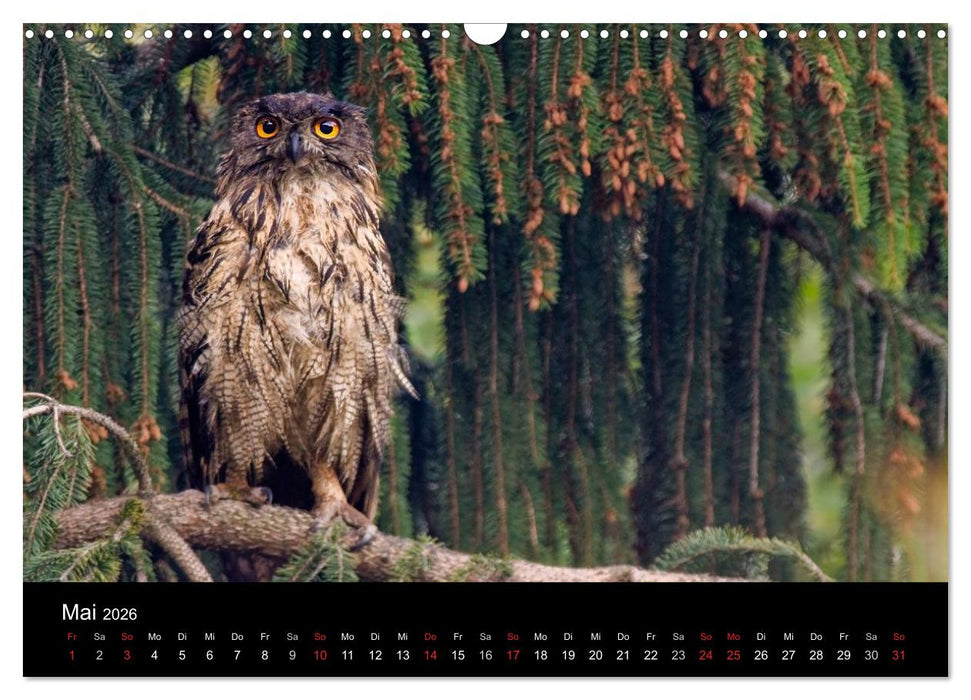 Uhu - König der Nacht (CALVENDO Wandkalender 2026)