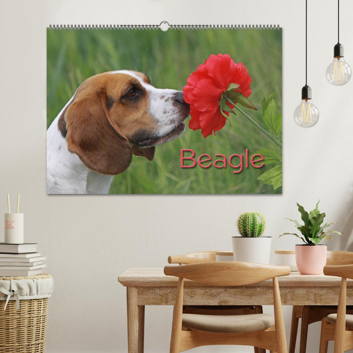 Beagle (CALVENDO Wandkalender 2026)