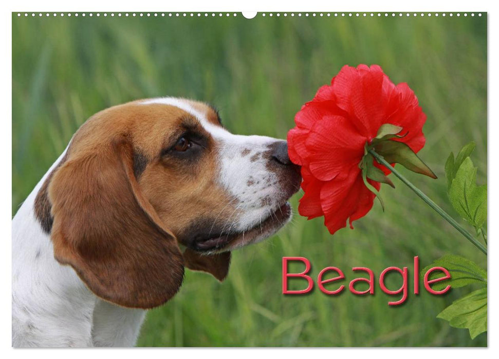 Beagle (CALVENDO Wandkalender 2026)