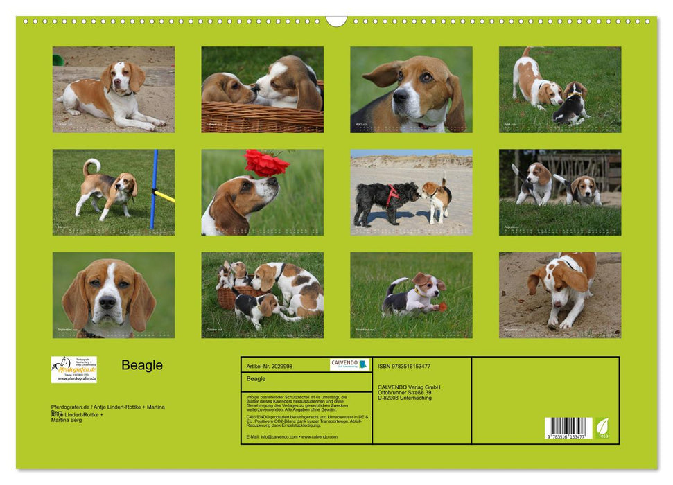 Beagle (CALVENDO Wandkalender 2026)