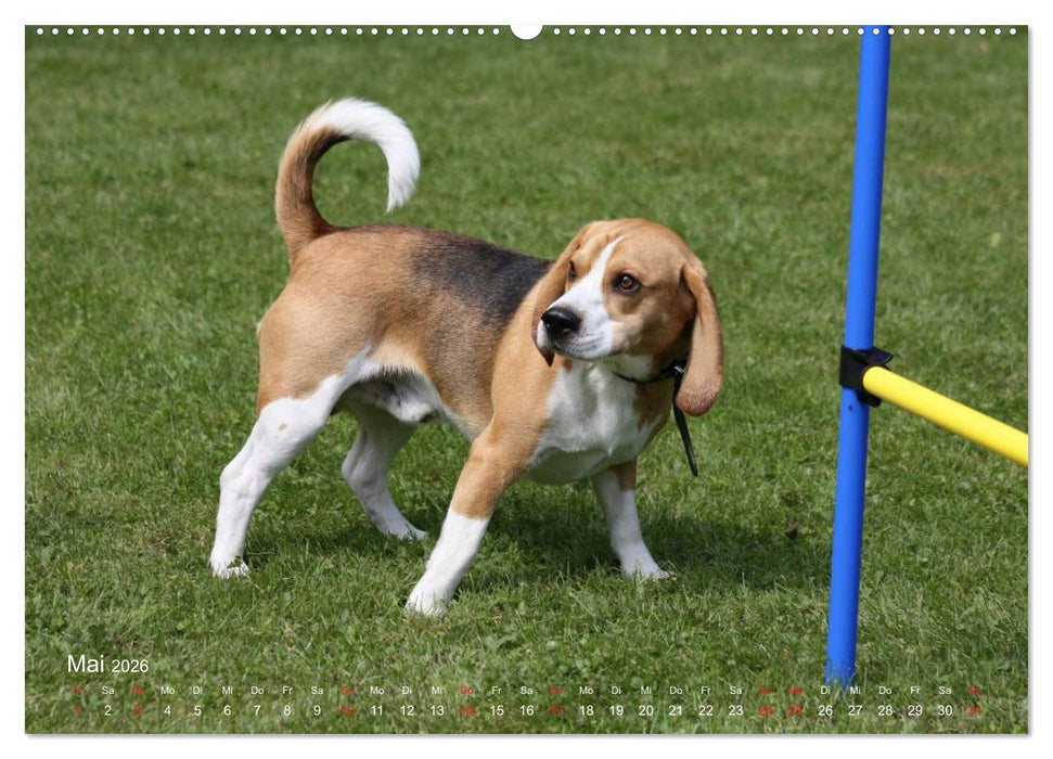 Beagle (CALVENDO Wandkalender 2026)