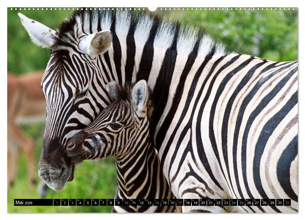 Afrikas Tierwelt: Zebras (CALVENDO Wandkalender 2026)