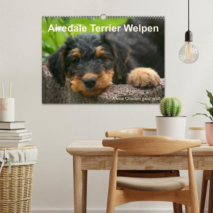 Airedale Terrier Welpen (CALVENDO Wandkalender 2026)