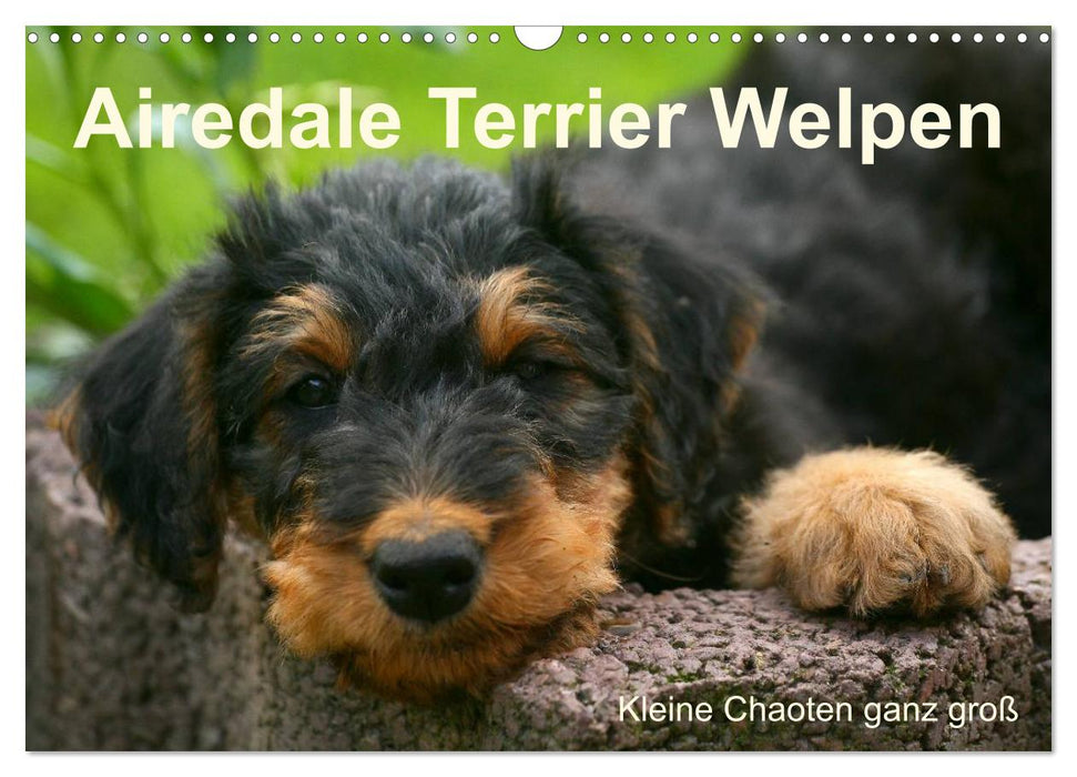 Airedale Terrier Welpen (CALVENDO Wandkalender 2026)