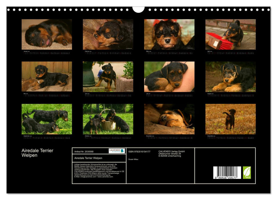 Airedale Terrier Welpen (CALVENDO Wandkalender 2026)