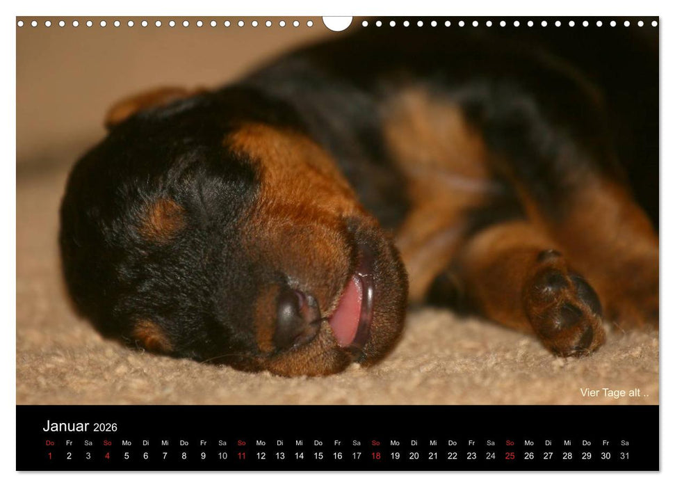 Airedale Terrier Welpen (CALVENDO Wandkalender 2026)