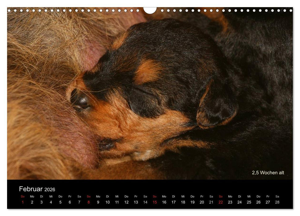 Airedale Terrier Welpen (CALVENDO Wandkalender 2026)