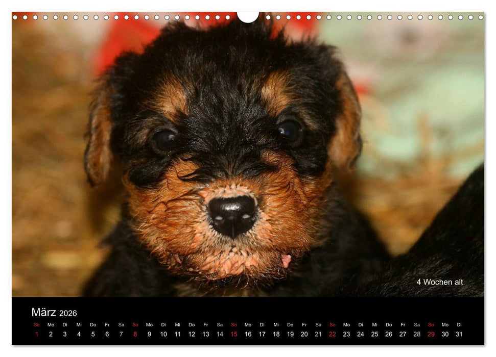 Airedale Terrier Welpen (CALVENDO Wandkalender 2026)