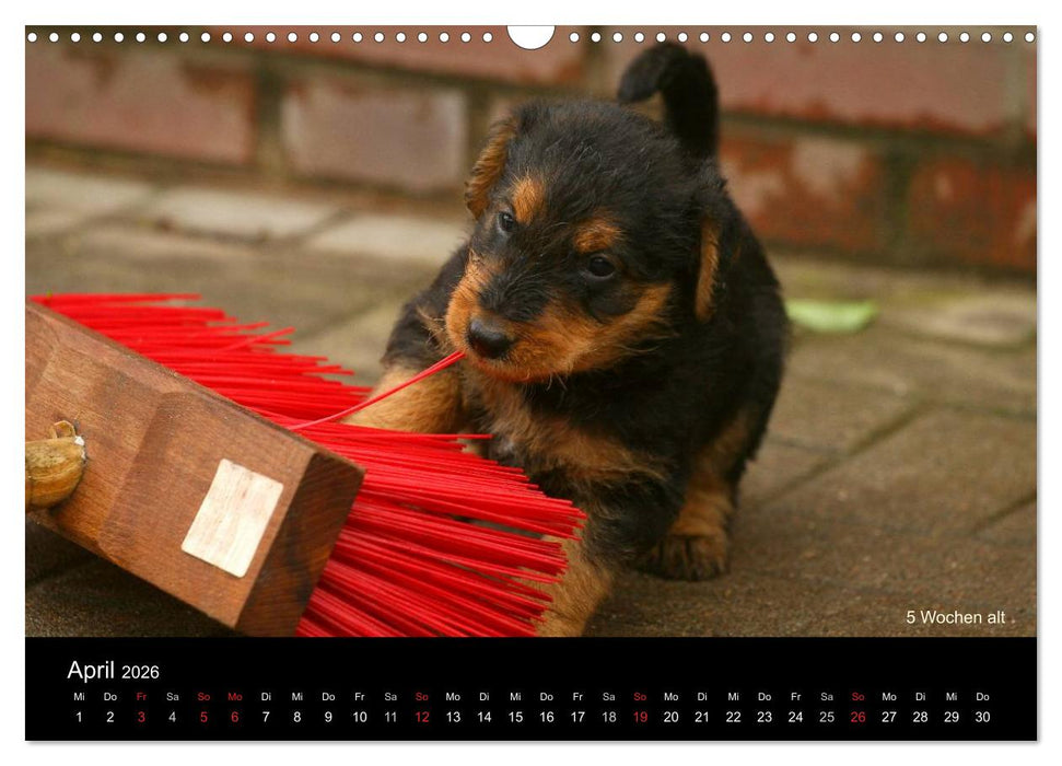 Airedale Terrier Welpen (CALVENDO Wandkalender 2026)