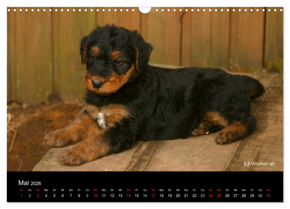 Airedale Terrier Welpen (CALVENDO Wandkalender 2026)