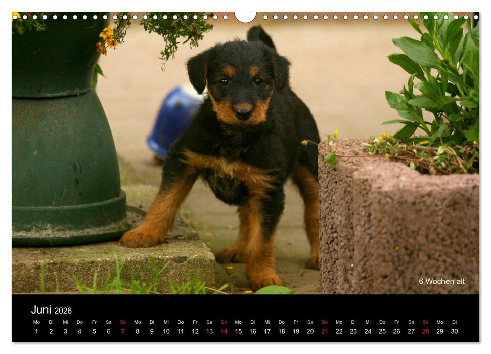 Airedale Terrier Welpen (CALVENDO Wandkalender 2026)