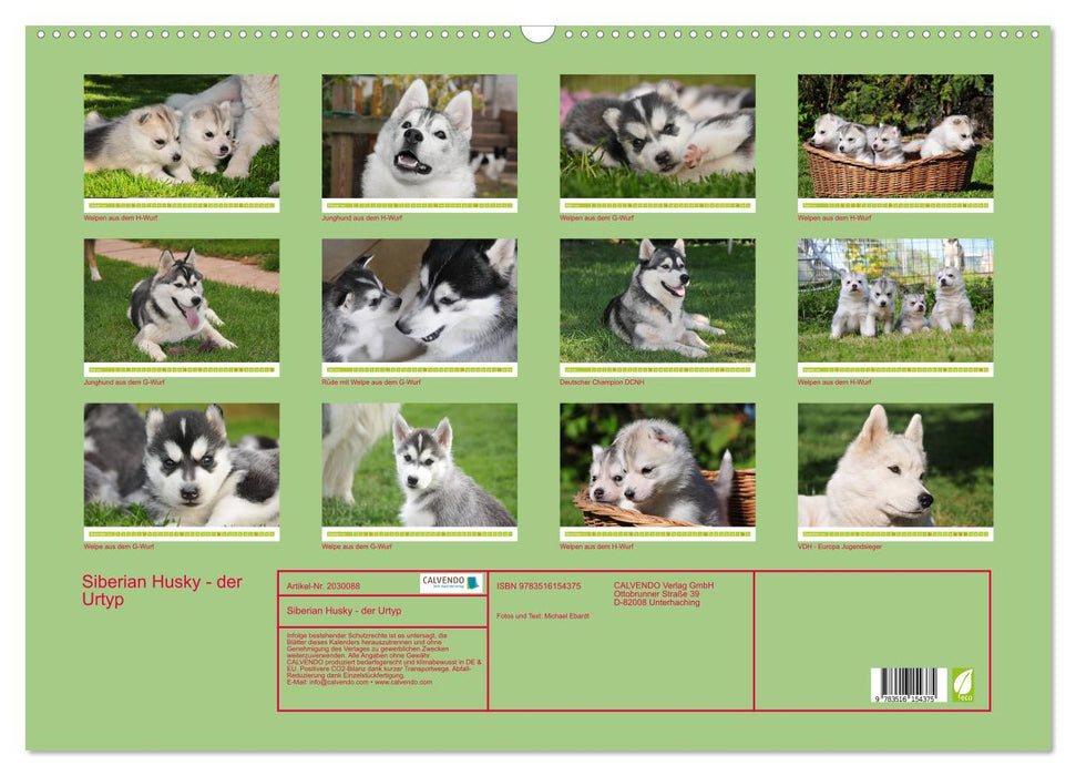 Siberian Husky - der Urtyp (CALVENDO Wandkalender 2026)