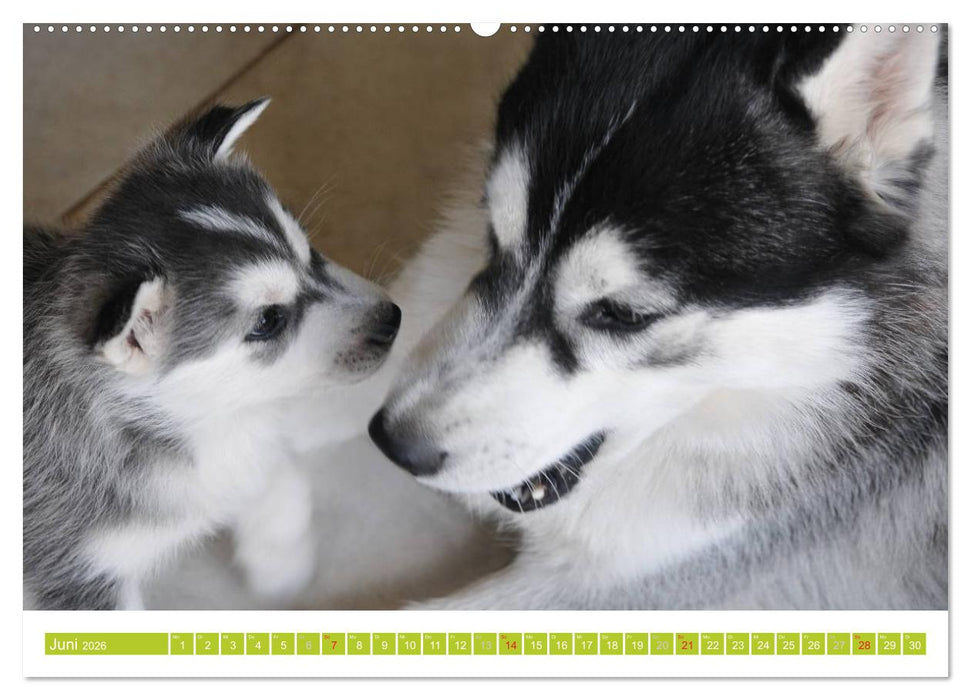 Siberian Husky - der Urtyp (CALVENDO Wandkalender 2026)
