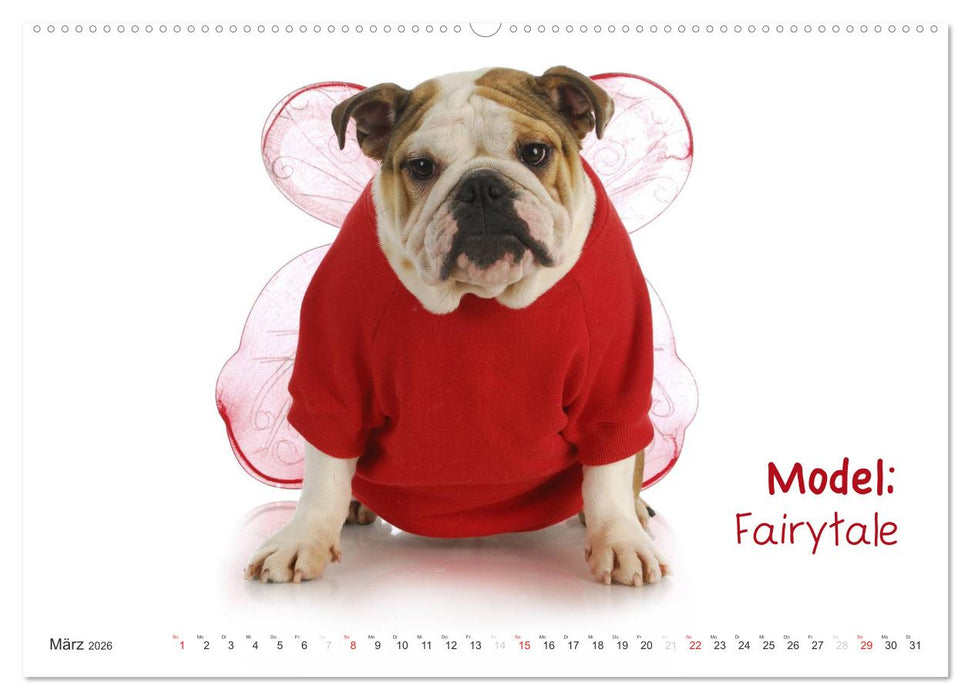 English Bulldog XXL Models (CALVENDO Premium Wandkalender 2026)