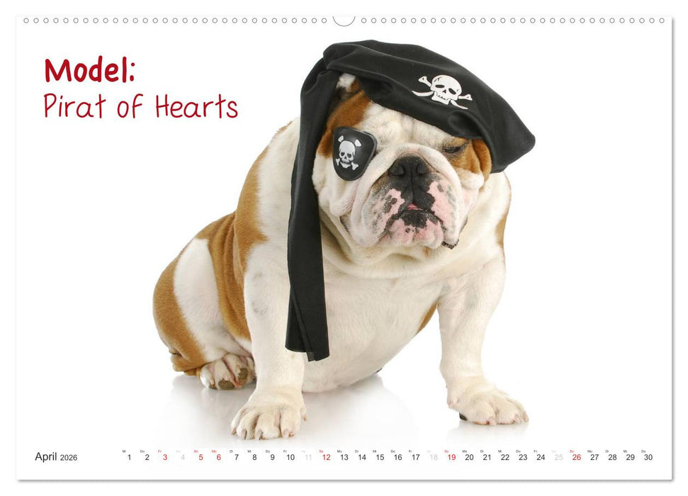 English Bulldog XXL Models (CALVENDO Premium Wandkalender 2026)