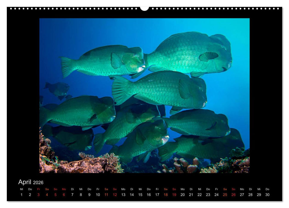 Ocean-Art / CH-Version (CALVENDO Wandkalender 2026)